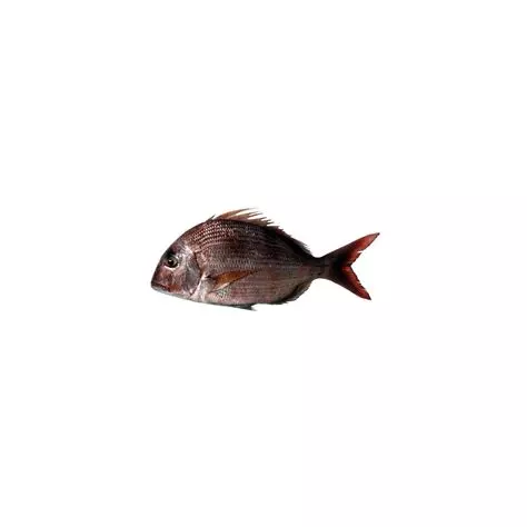 OIP.CewgDUlQN70L1PyIYaPQlwHaHa