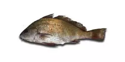 OIP.rOH8vIEgL0_kUwsQz1jw1QAAAA 1