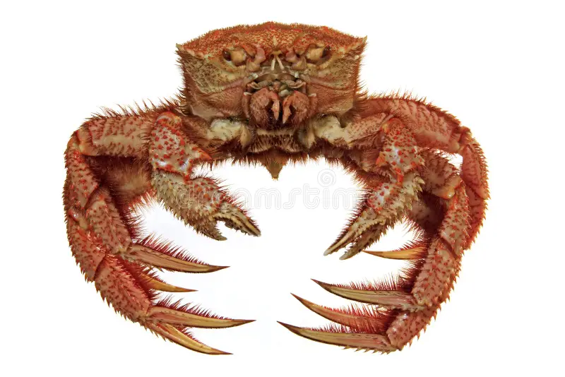 hairy crab isolated white 3043826