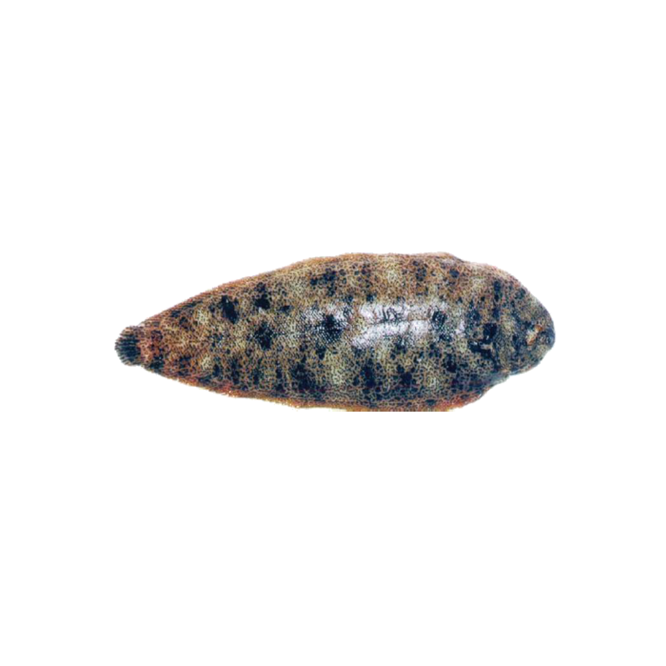 portuguese sole